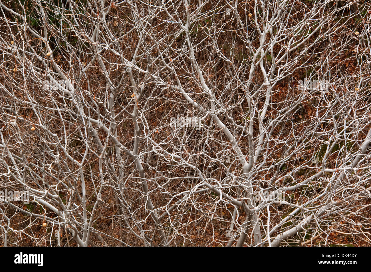 Rami sterili della California Buckeye Tree (Aesculus californica) Tulare County, California Foto Stock