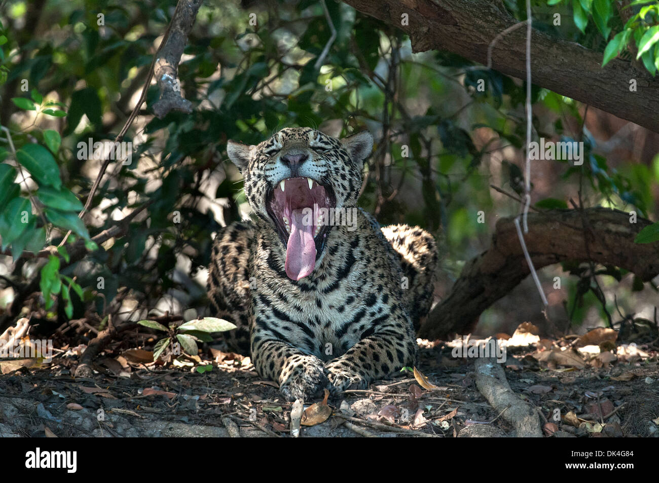 Jaguar, sbadigli, nella regione di Pantanal del Brasile Foto Stock