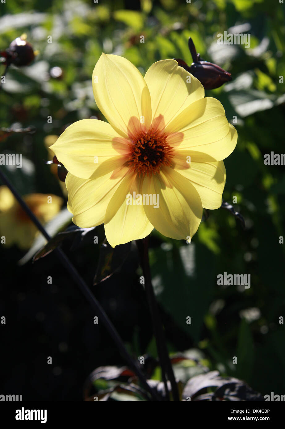 Dahlia 'Trelyn Daisy', Asteraceae. Foto Stock