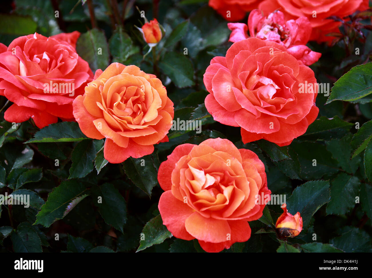 Rosa, Rosa Super Troupe 'Fryleyeca', rosacee. Foto Stock
