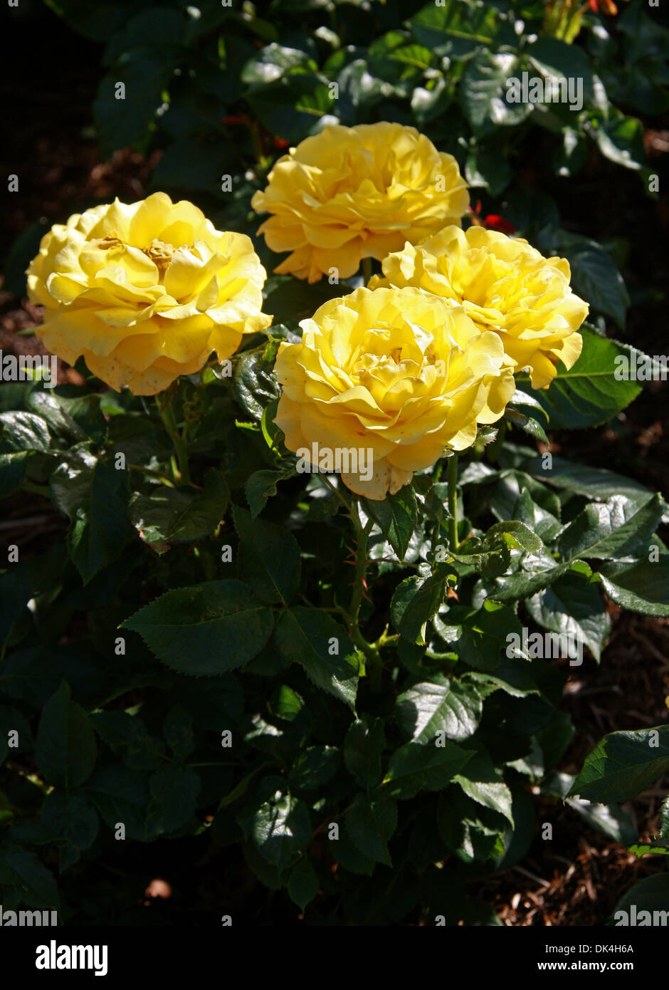 Rosa, Rosa Sorrisi Dorati 'Frykeyno', rosacee. Foto Stock