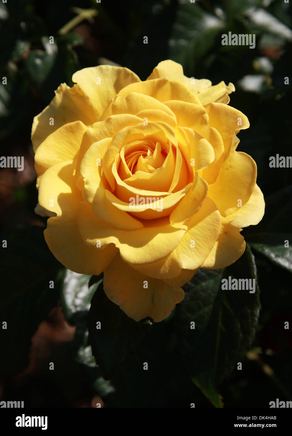 Rosa, Rosa Sorrisi Dorati 'Frykeyno', rosacee. Foto Stock