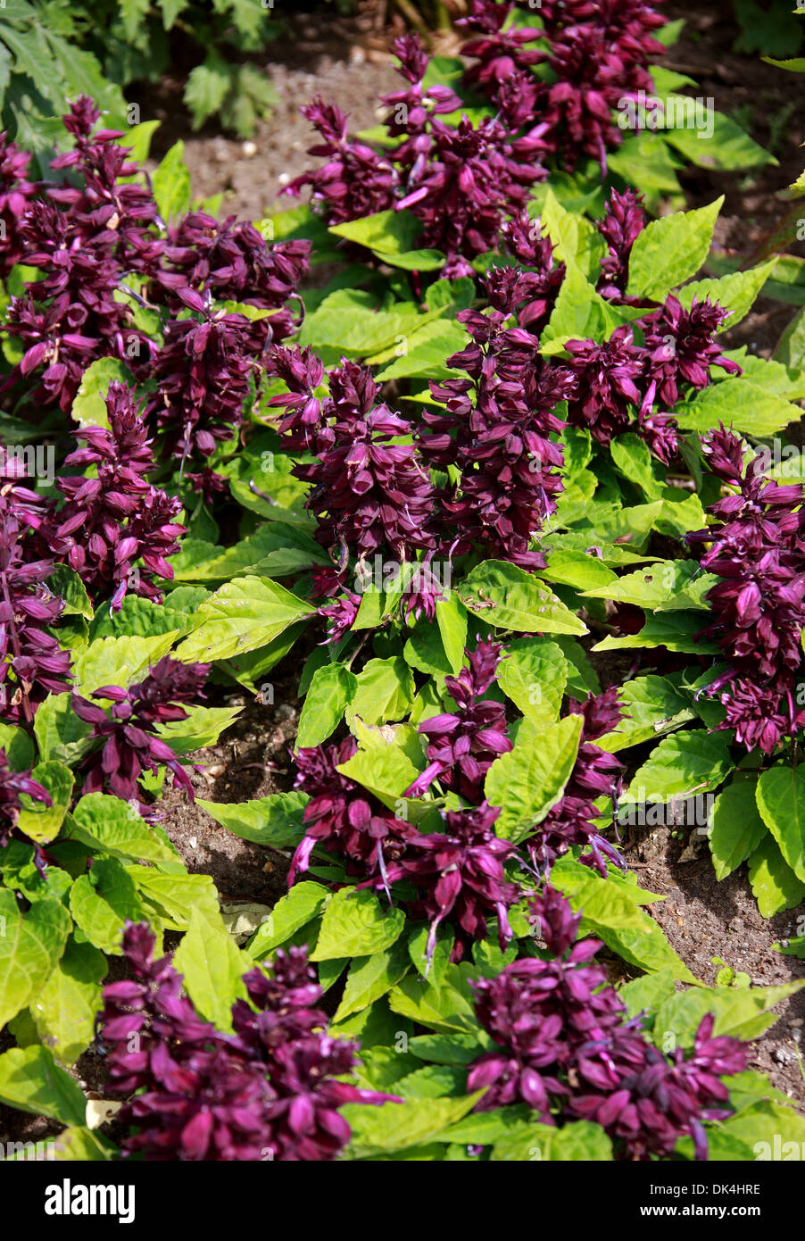 Tropical Salvia, Salvia splendens 'Salsa viola', Lippenblütler. Originariamente dal Brasile. Foto Stock