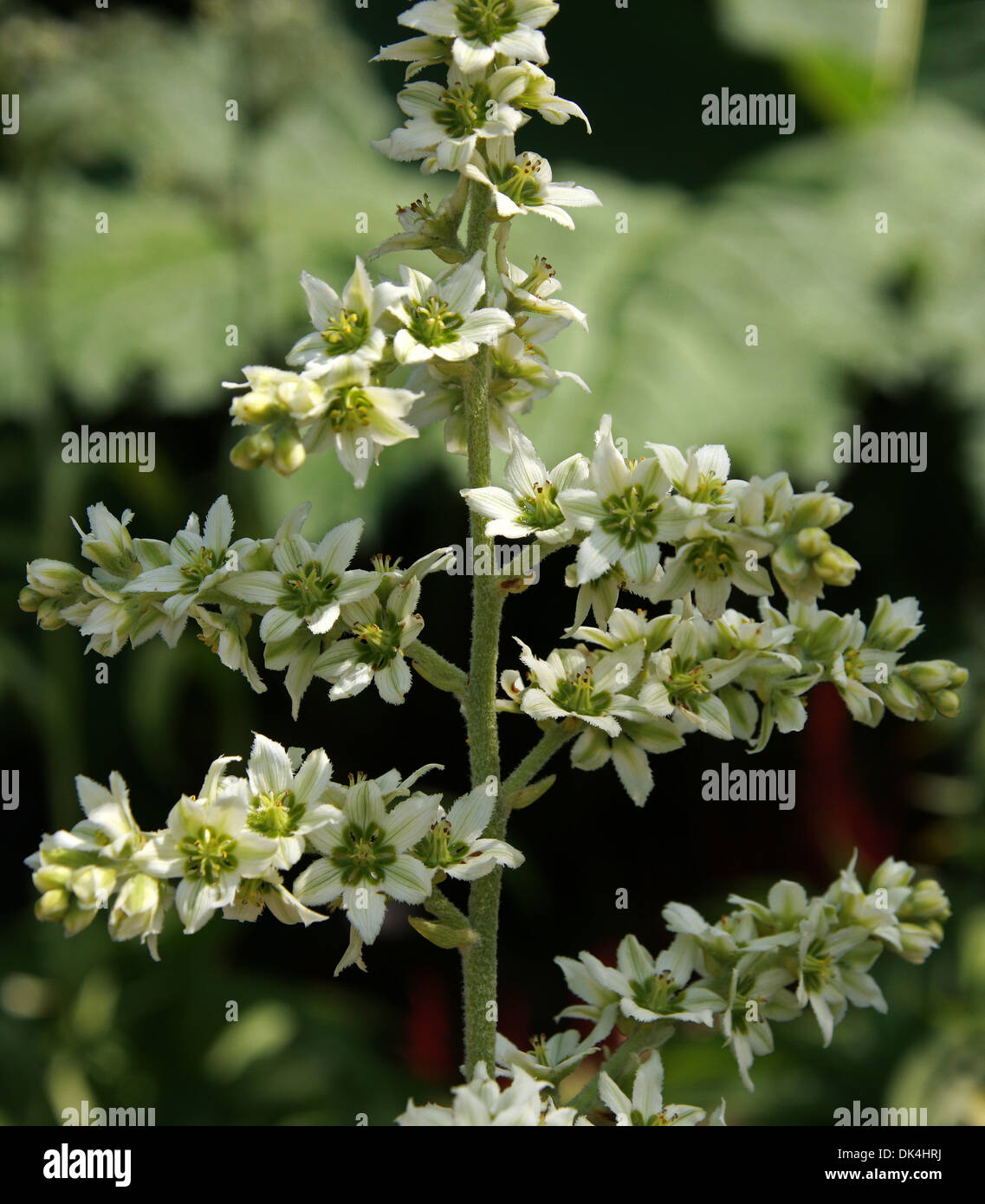 Falso Helleborine, l'elleboro bianco, europeo l'elleboro bianco, bianco Veratrum, Veratrum album, Melanthiaceae. In Europa, in Asia. Foto Stock