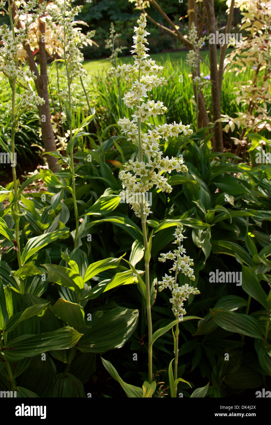 Falso Helleborine, l'elleboro bianco, europeo l'elleboro bianco, bianco Veratrum, Veratrum album, Melanthiaceae. In Europa, in Asia. Foto Stock