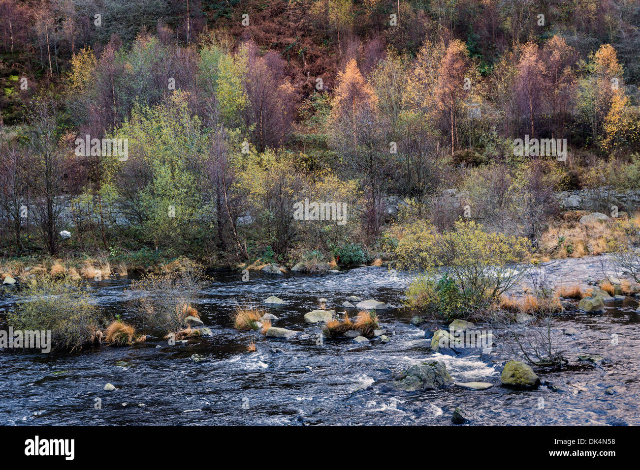 In autunno gli alberi accanto al fiume, Elan Valley, Powys, Wales, Regno Unito Foto Stock