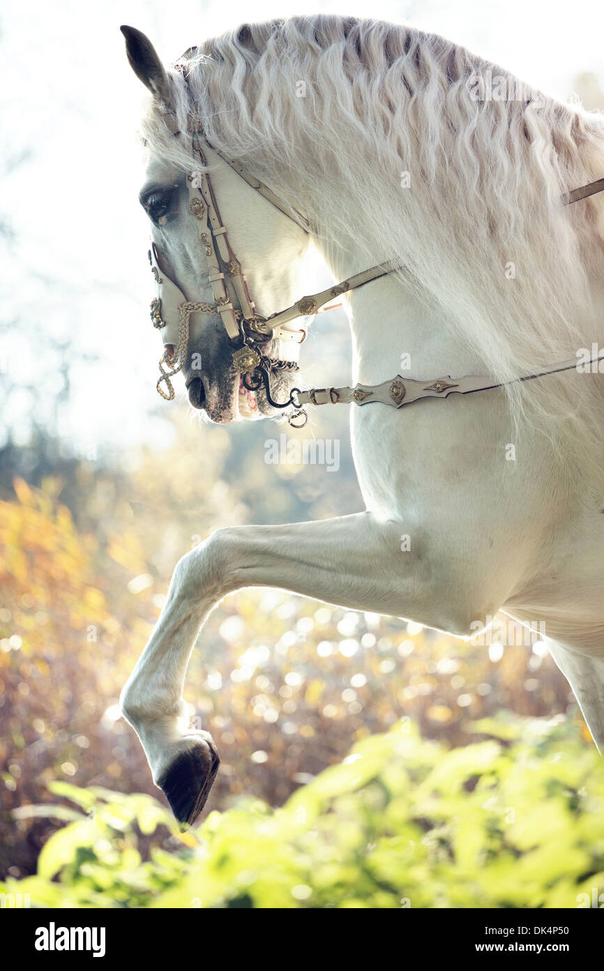 Majestic royal White Horse di muoversi Foto Stock