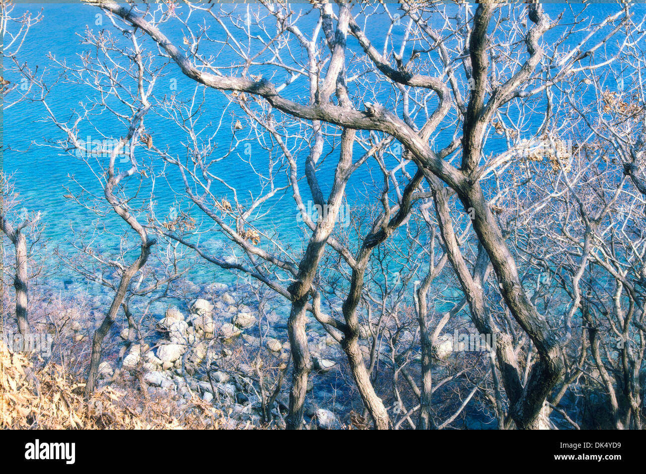 Alberi da foresta. La natura del legno sfondi del mare. Foto Stock
