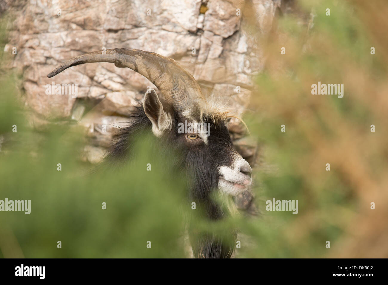 Capra selvatici visto attraverso la vegetazione. Foto Stock