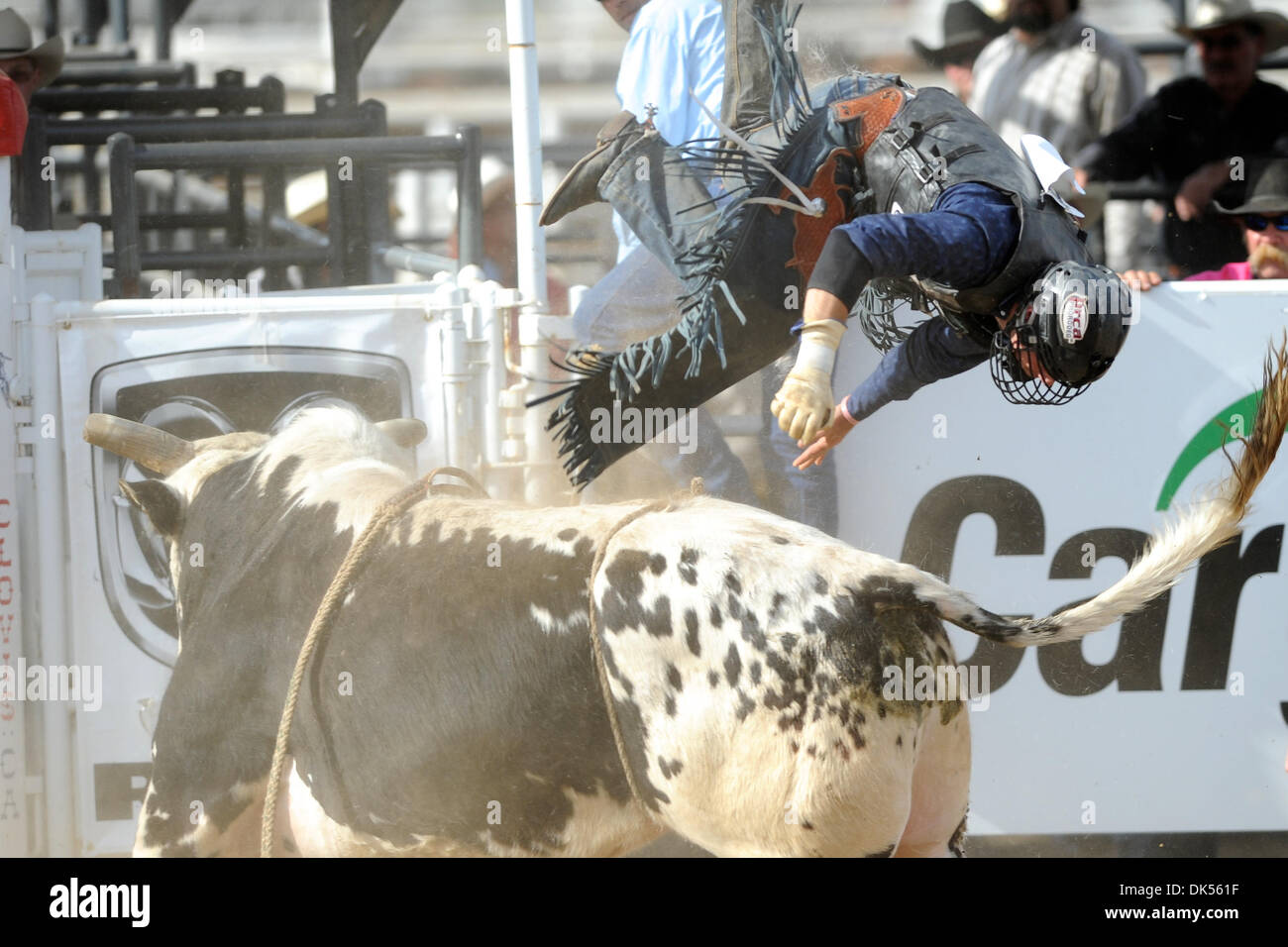 Apr. 23, 2011 - Clovis, California, Stati Uniti - Cody Tesch di Berthod, CO viene contrastato off Little Joe Hoppe a Clovis Rodeo. (Credito Immagine: © Matt Cohen/Southcreek globale/ZUMAPRESS.com) Foto Stock