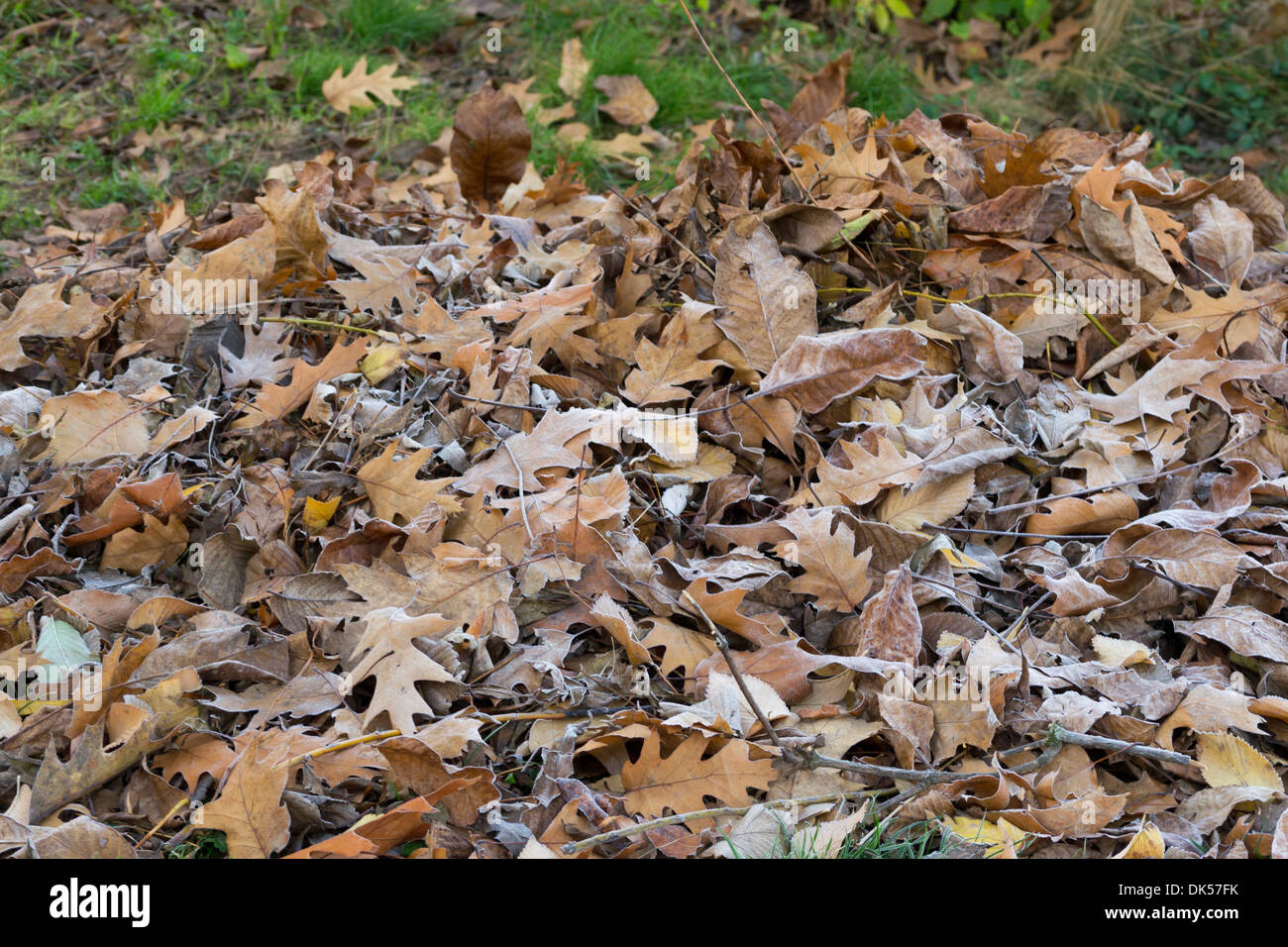 Pila di smerigliati Foglie di autunno in novembre Foto Stock