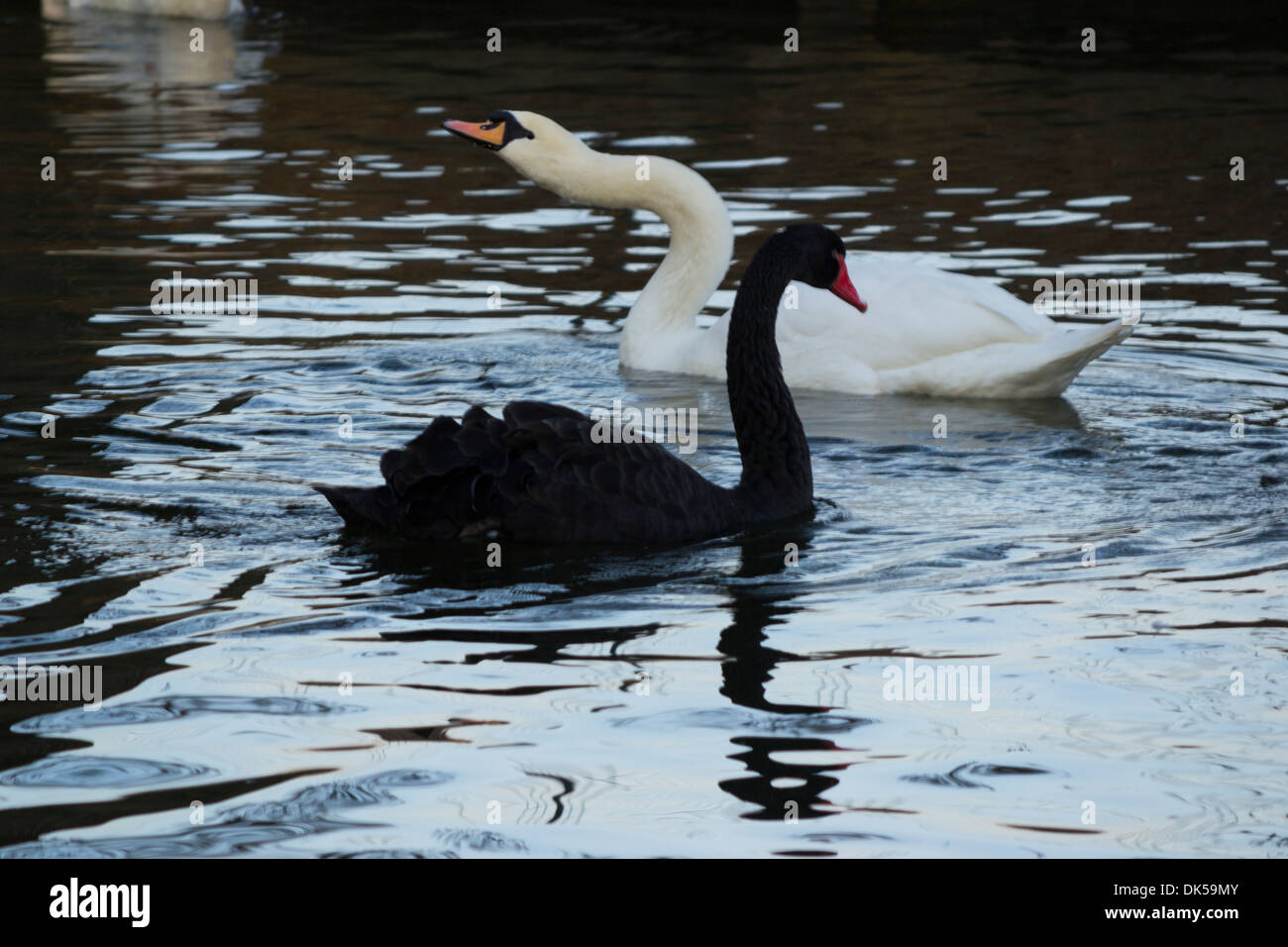 Black Swan (Cygnus Atratus) e cigno (Cygnus olor) nuoto sul lago Herastrau Bucarest, Romania Foto Stock