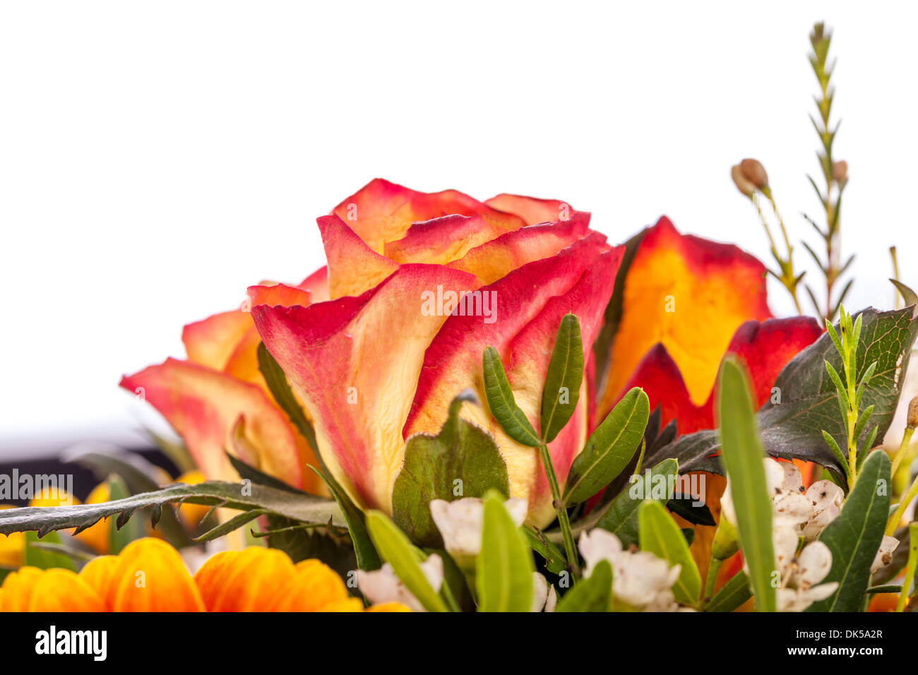 Sullo sfondo di un mazzo di bellissimi freschi vivido arancione rose tinge di rosso per celebrare San Valentino, un anniversario, un compleanno o la festa della mamma Foto Stock