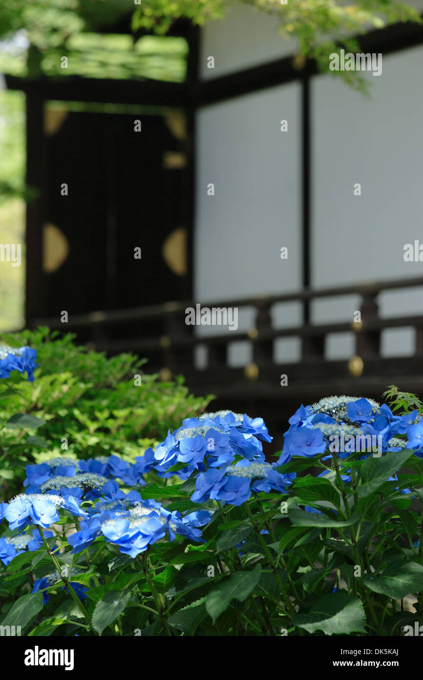 I fiori delle ortensie - Kanshuji, Kyoto, Giappone Foto Stock