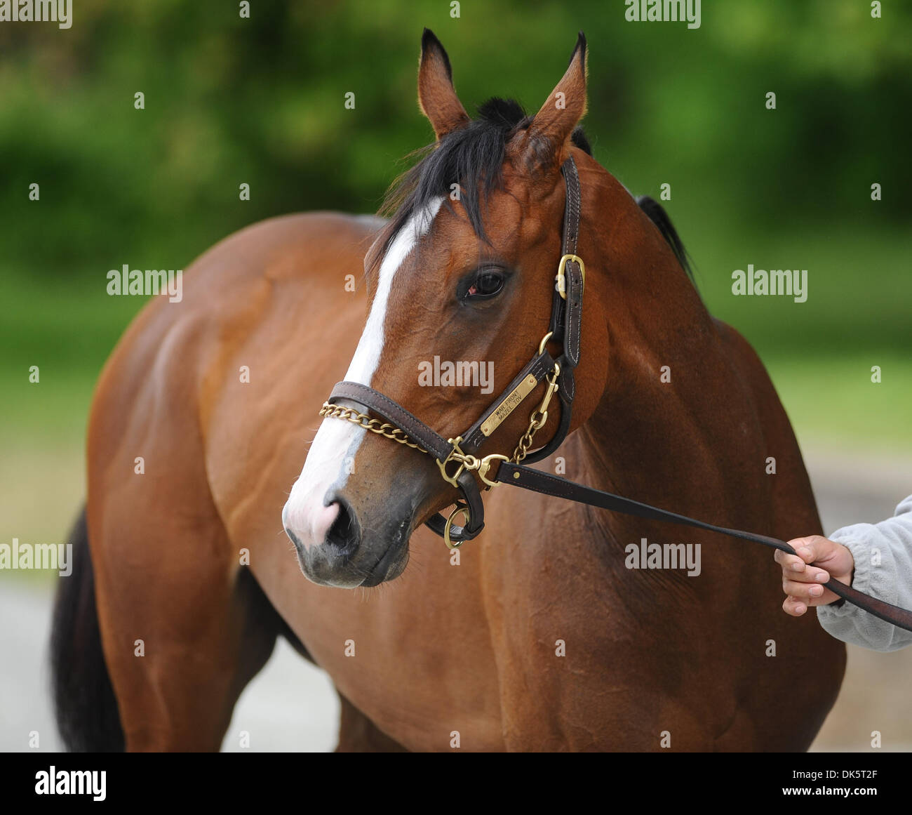 13 maggio 2011 - Fiera Hill, Maryland, Stati Uniti - Degli animali del Regno stablemate Soiree estivo presso la Fiera Hill Training Center il 13 maggio 2011 in Fiera Hill, Maryland. (Credito Immagine: © Scott Serio/eclipse/ZUMAPRESS.com) Foto Stock