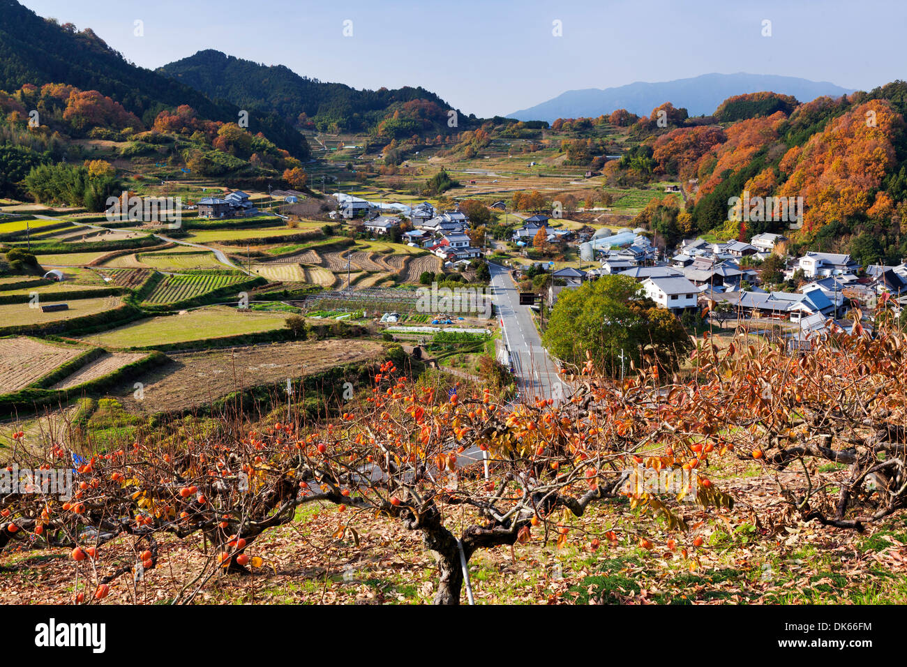 Risaia di riso Foto Stock