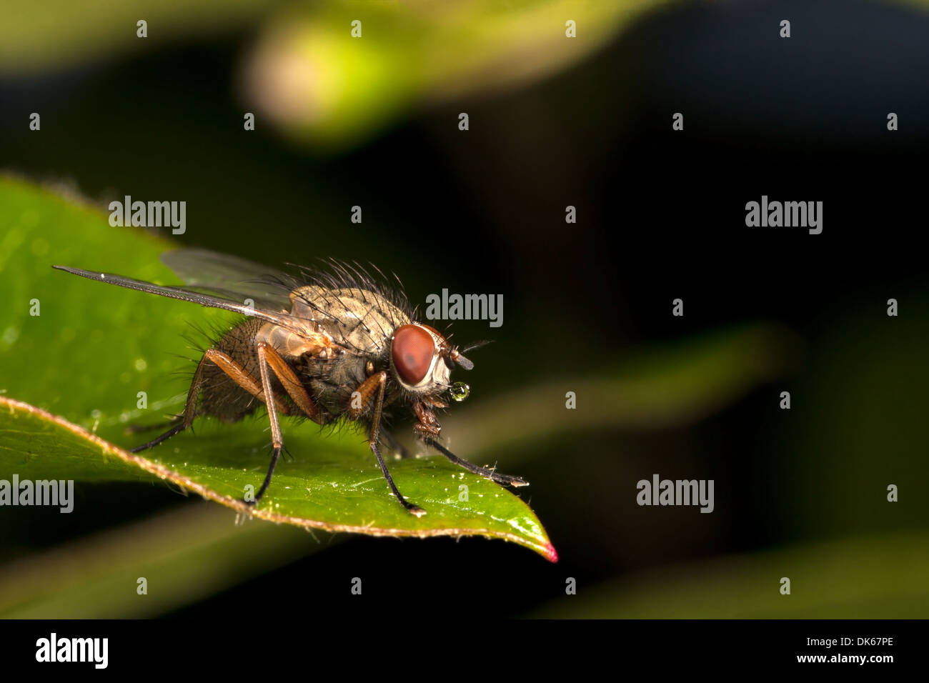 Foto macro di una casa-vola sulla pianta verde foglia Foto Stock