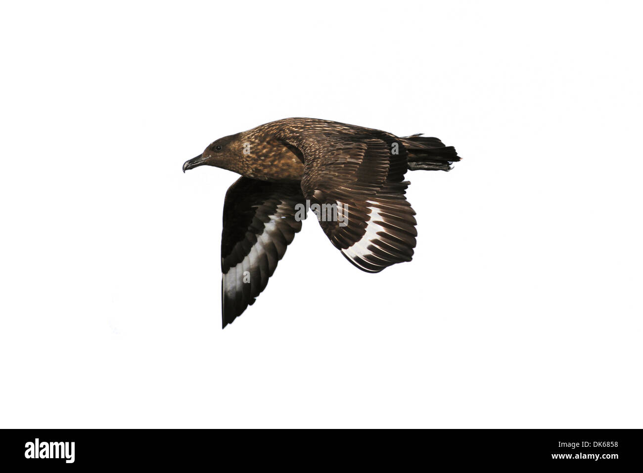 Grande Skua Stercorarius skua Foto Stock