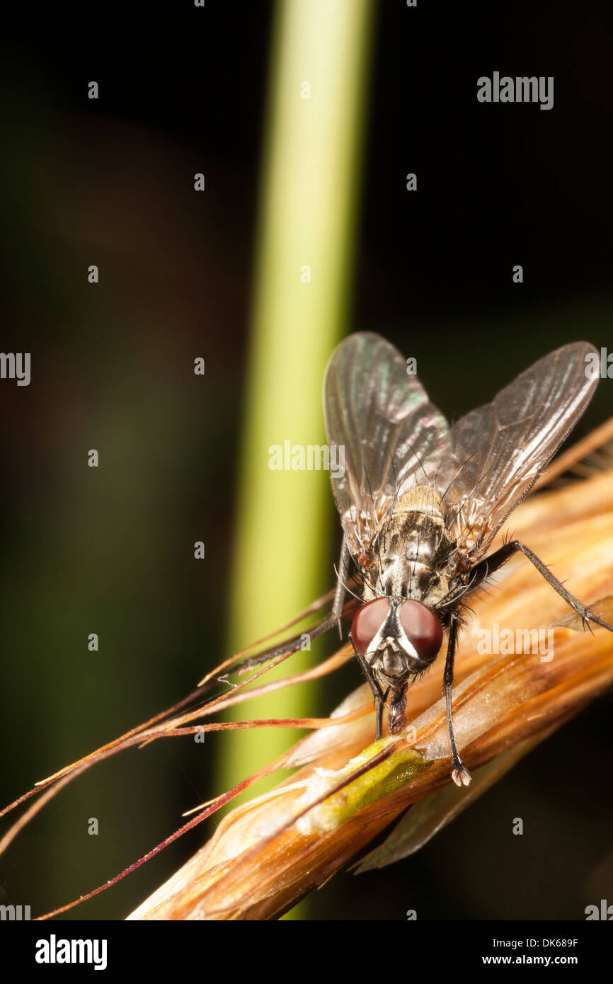 Primo piano di una casa di sorvolare su un impianto Foto Stock