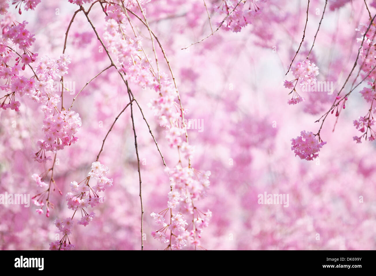 Fiori di ciliegio Foto Stock