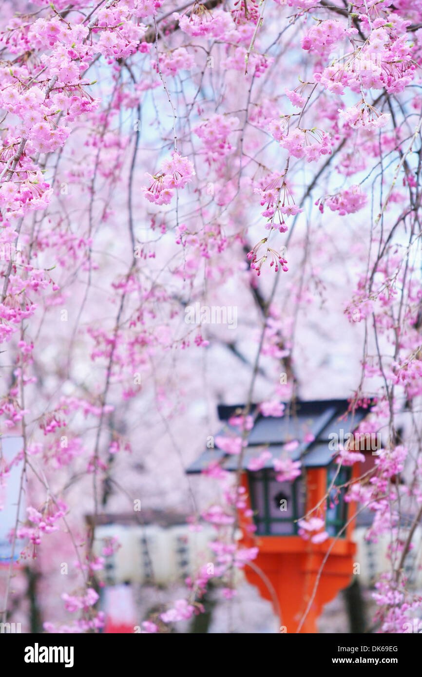 Fiori di ciliegio Foto Stock