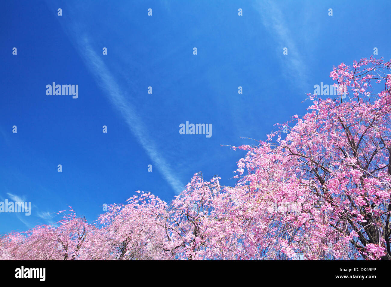 Fiori di ciliegio Foto Stock