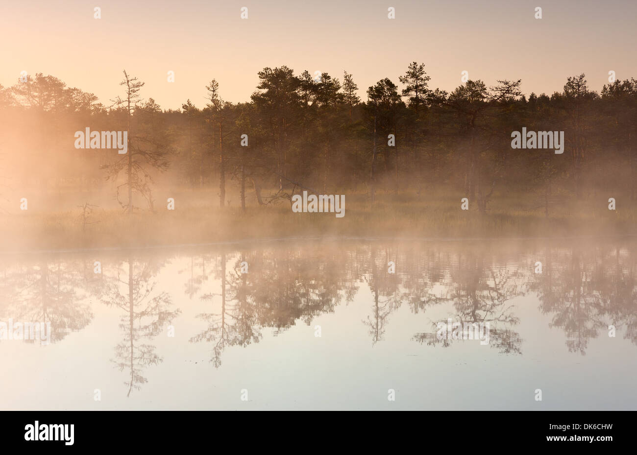 Nebbia di mattina in una palude. Il lago con la foresta della riflessione in primo piano, gli alberi in background. Foto Stock