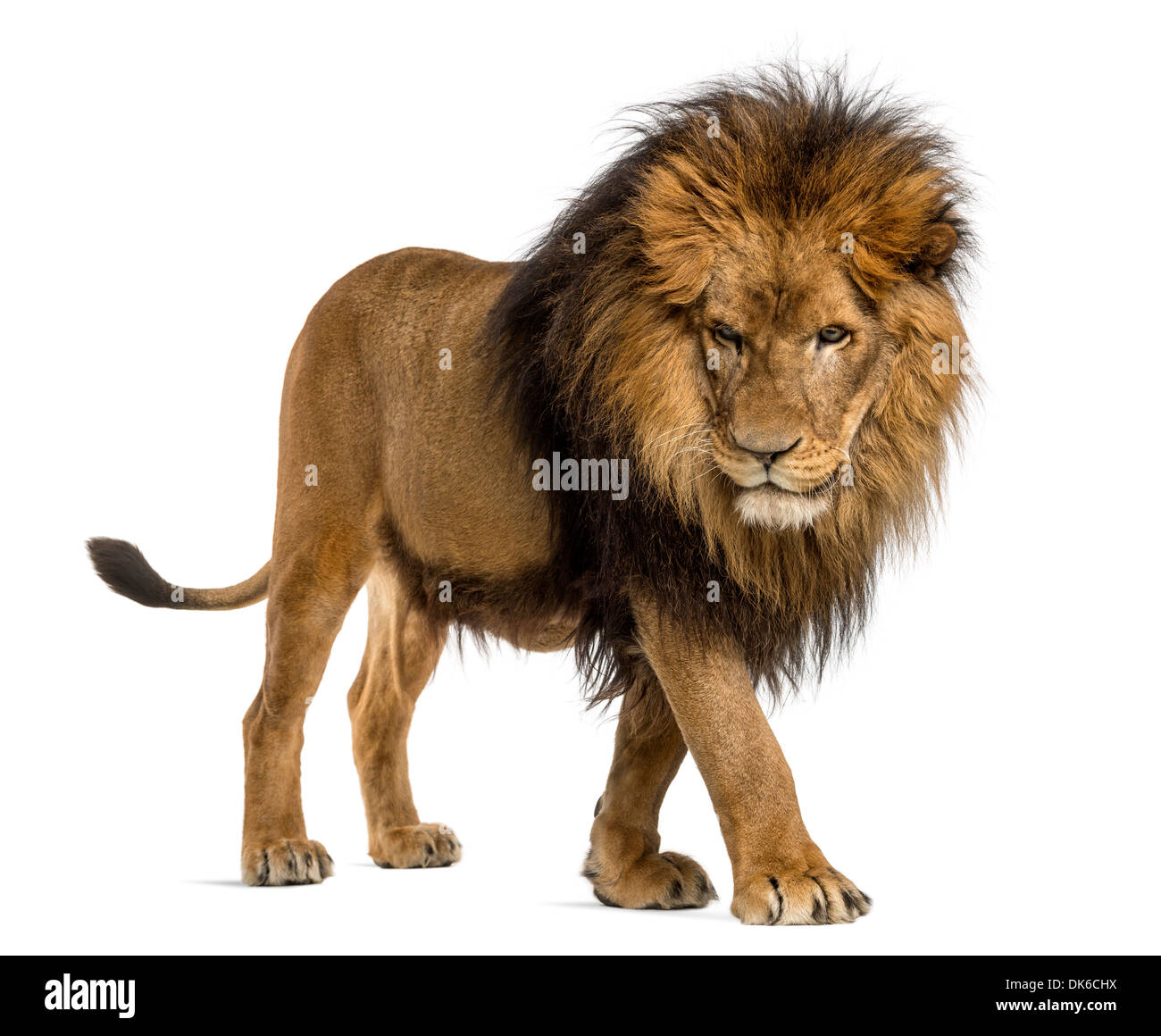 Vista laterale di un Leone a piedi, guardando verso il basso, Panthera Leo, 10 anni, contro uno sfondo bianco Foto Stock