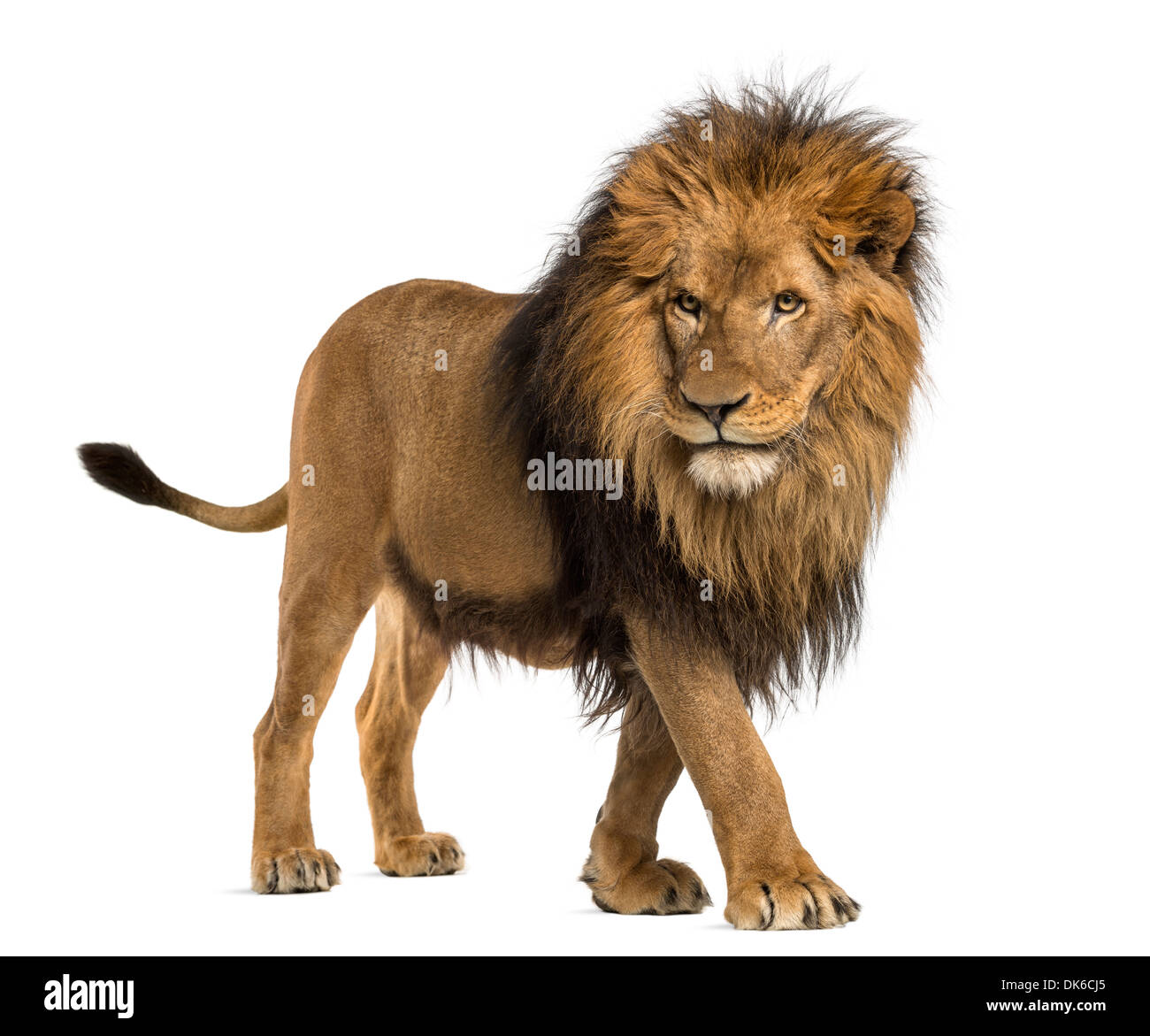 Vista laterale di un Leone a piedi, Panthera Leo, 10 anni, contro uno sfondo bianco Foto Stock