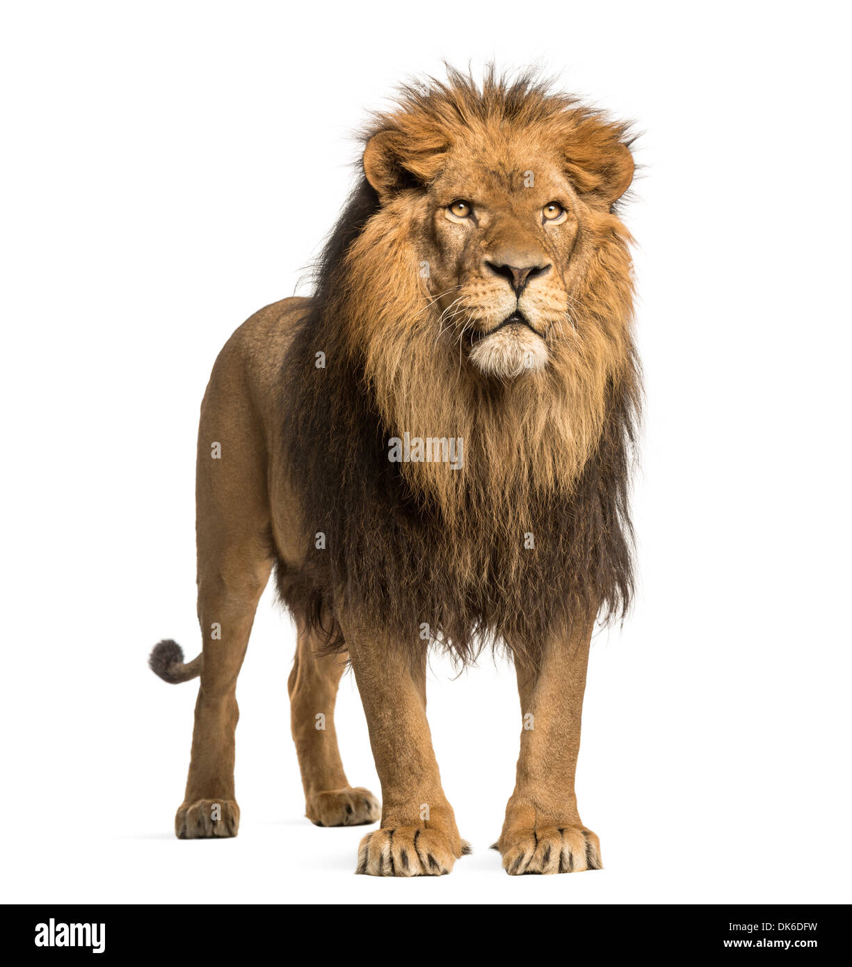 Lion standing, Panthera Leo, 10 anni, contro uno sfondo bianco Foto Stock