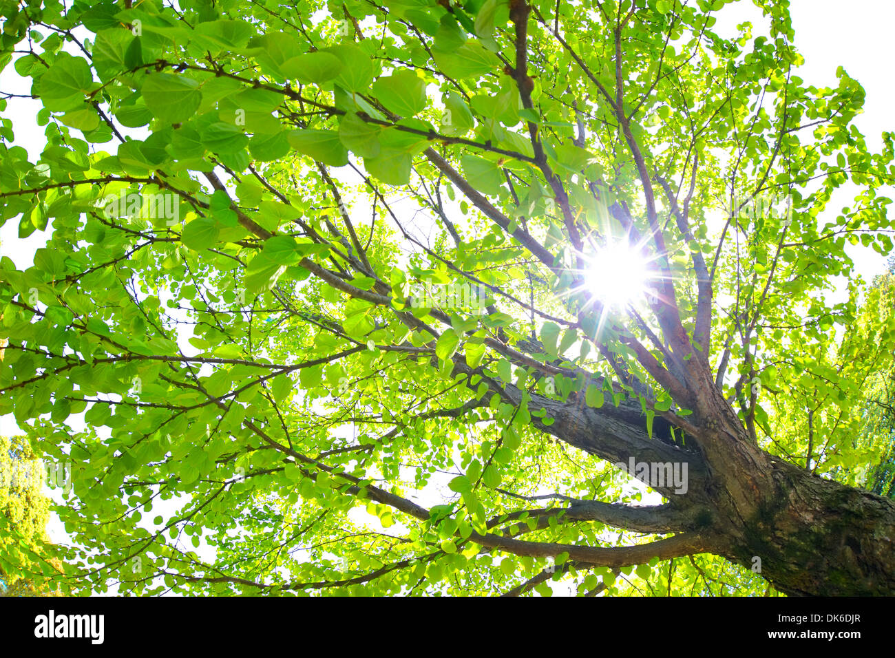 Nella Prefettura di Saitama, Giappone Foto Stock