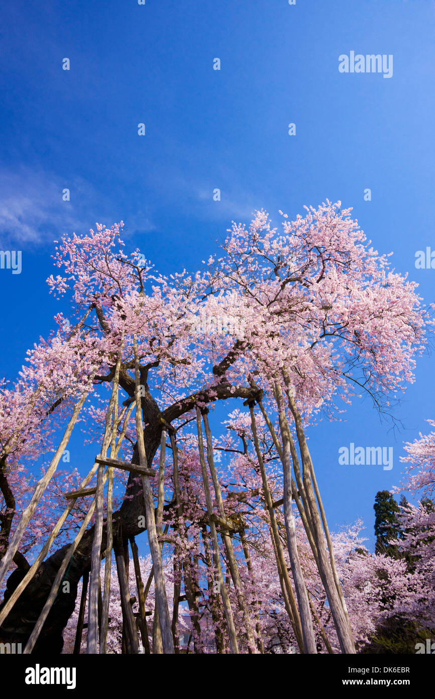 Fiori di ciliegio Foto Stock