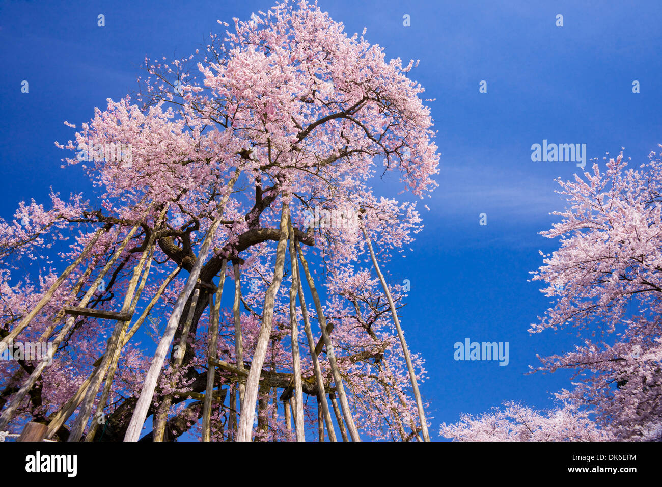 Fiori di ciliegio Foto Stock