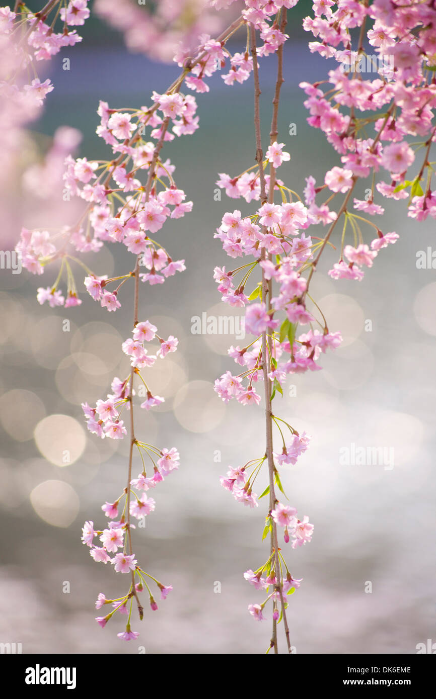 Fiori di ciliegio Foto Stock