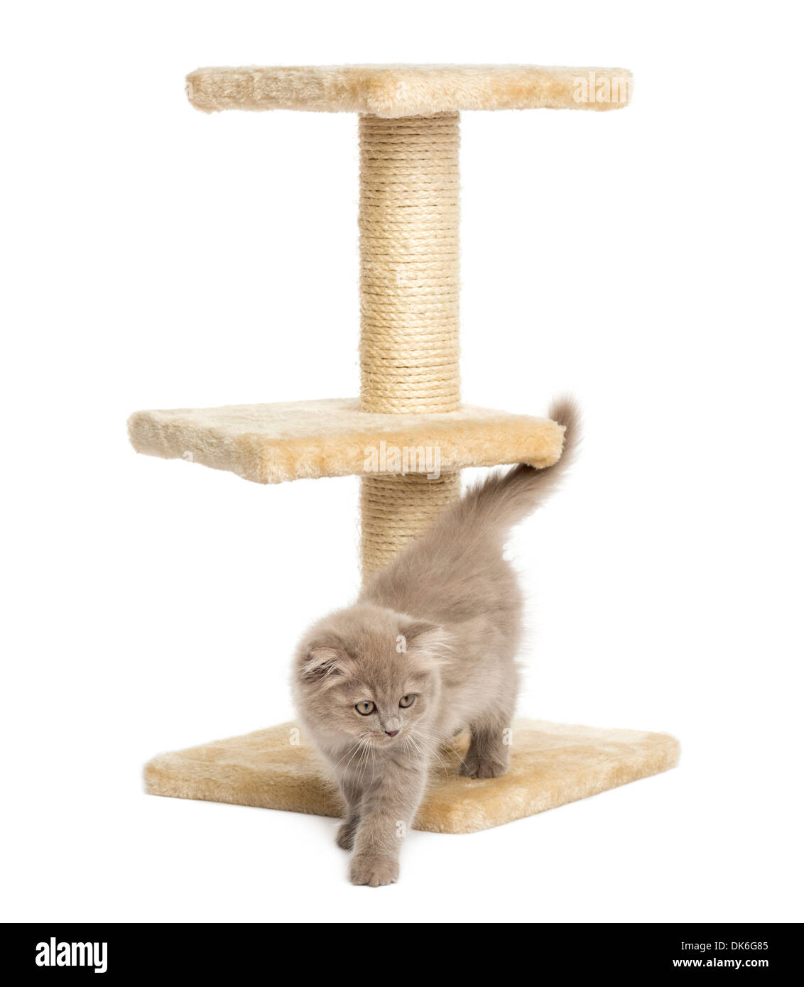 Highland fold gattino su un albero di gatto contro uno sfondo bianco Foto Stock