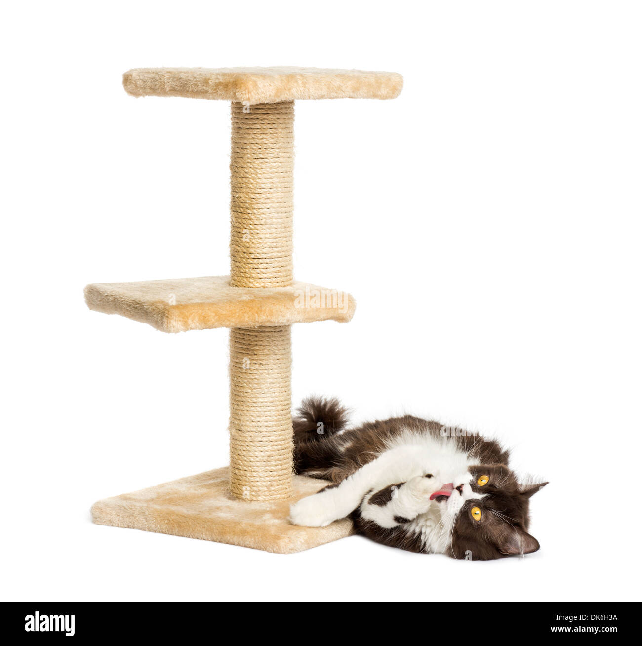British longhair sdraiata ai piedi di un albero di gatto contro uno sfondo bianco Foto Stock
