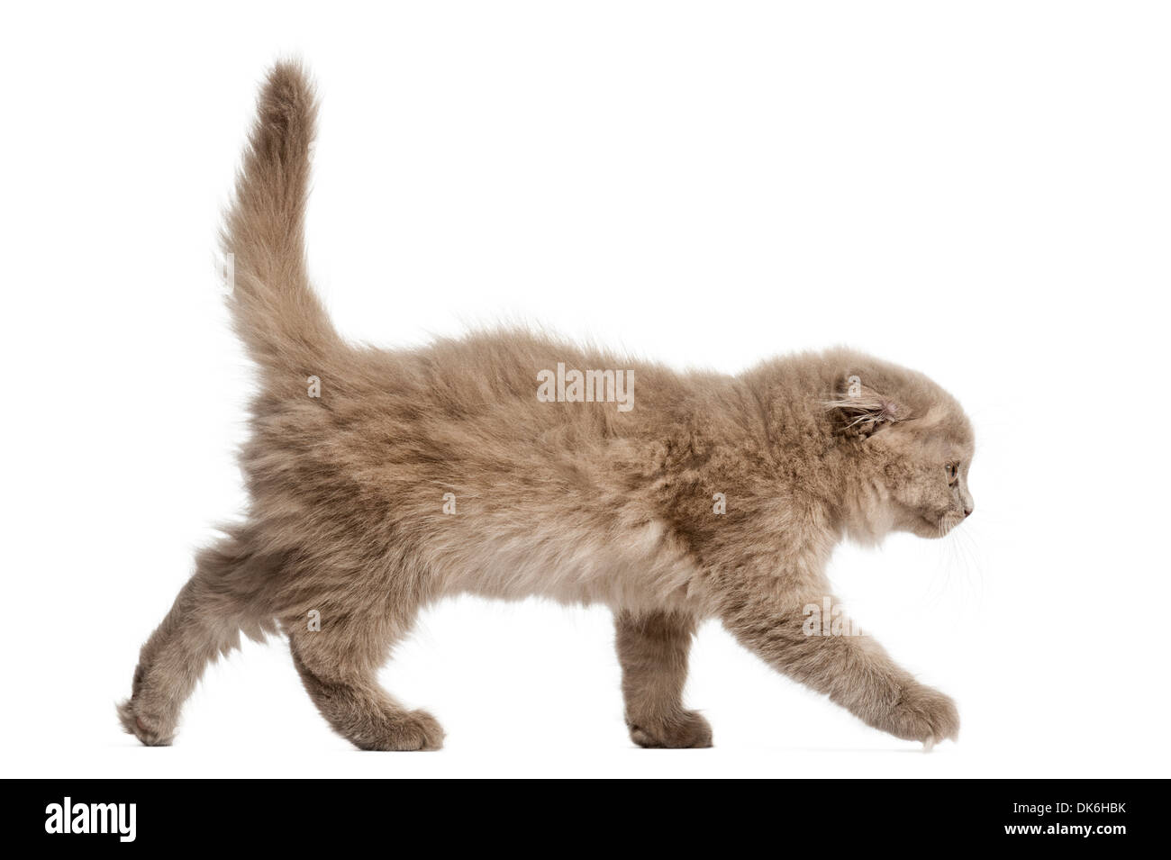 Vista laterale di un altopiano di piegare gattino camminare contro uno sfondo bianco Foto Stock