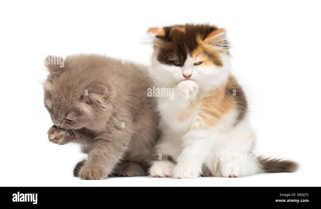 Highland dritti e piegare i gattini di seduta, pulizia contro uno sfondo bianco Foto Stock
