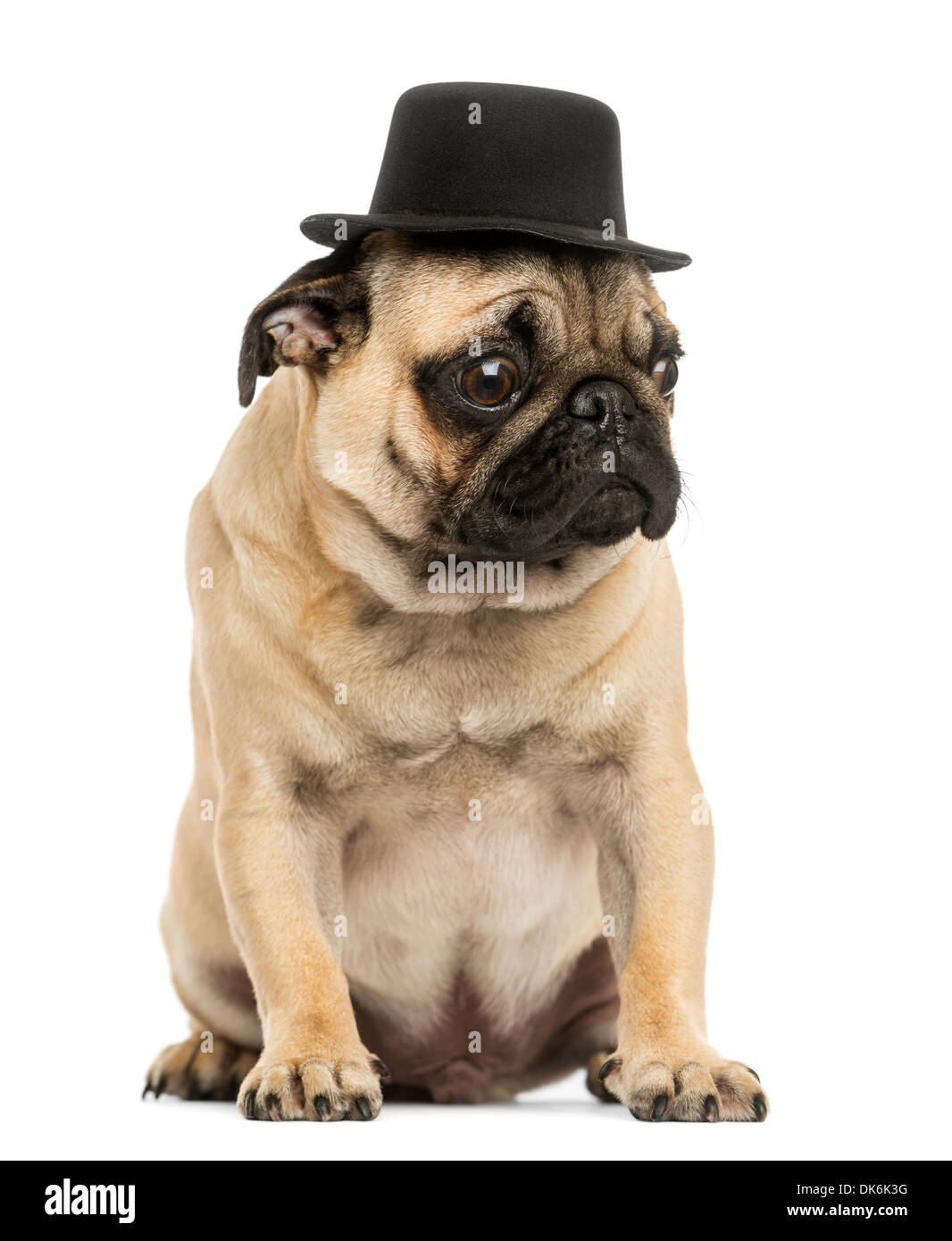 Vista frontale di un Pug cucciolo indossando un cappello a cilindro, seduti, 6 mesi di età, contro uno sfondo bianco Foto Stock