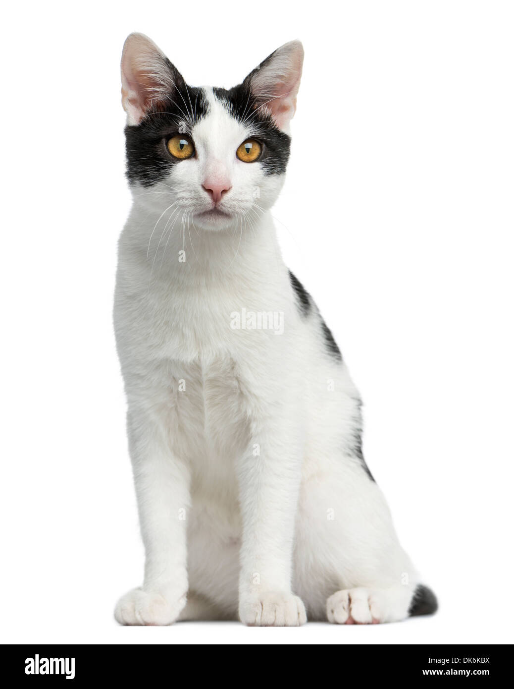 Vista frontale di un European Shorthair kitten seduta, 4 mesi di età, contro uno sfondo bianco Foto Stock