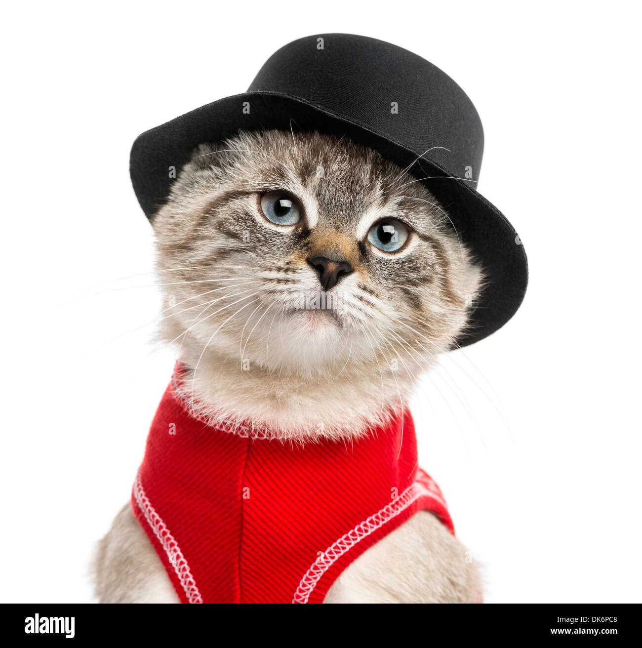 Close-up di un siamese con parte superiore rossa e top hat, 5 mesi di età, contro uno sfondo bianco Foto Stock