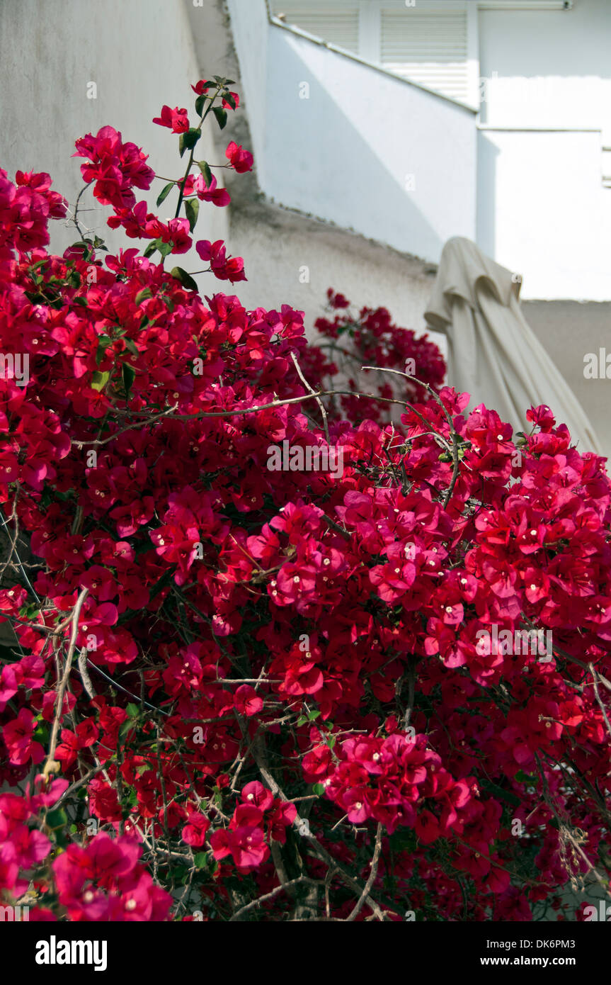 Il Bougainvillea salire la parete di una villa in Grecia Foto Stock