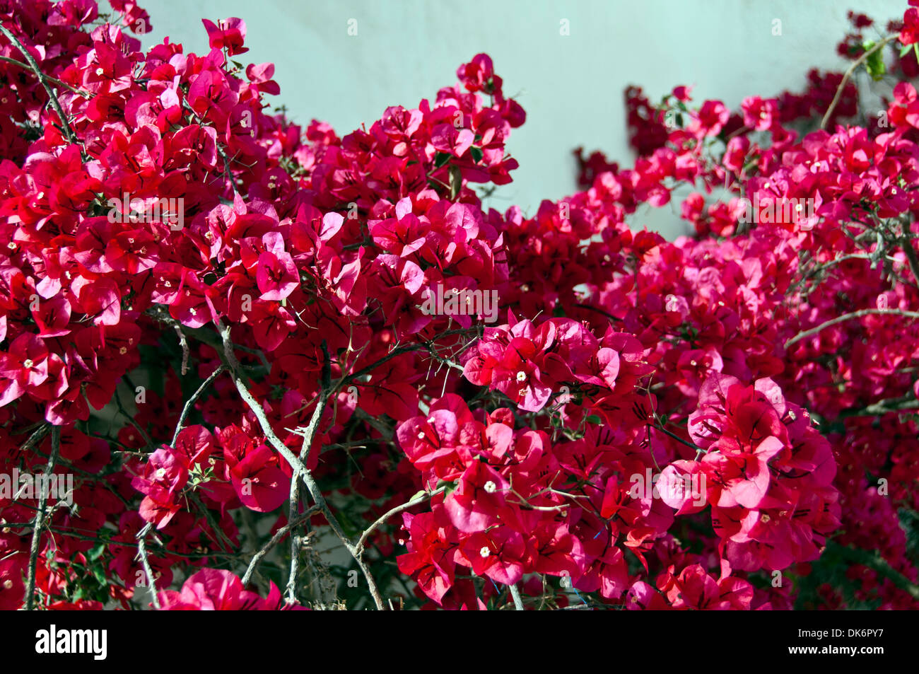 Il Bougainvillea salire la parete di una villa in Grecia Foto Stock