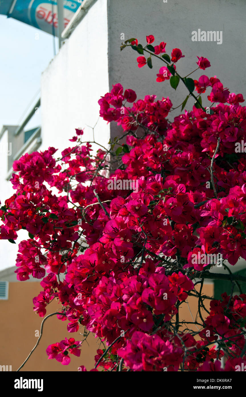 Il Bougainvillea salire la parete di una villa in Grecia Foto Stock