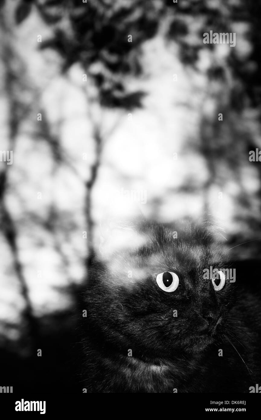 Black Cat cat dietro il vetro della finestra che guarda fuori Foto Stock
