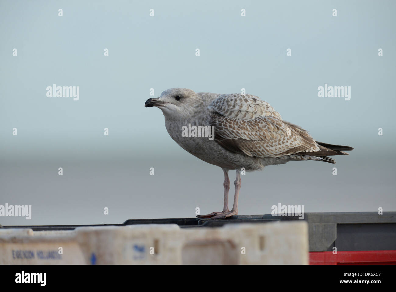 Aringa gabbiano (Larus argentatus). I capretti bird in attesa di alimentazione da genitori. Foto Stock