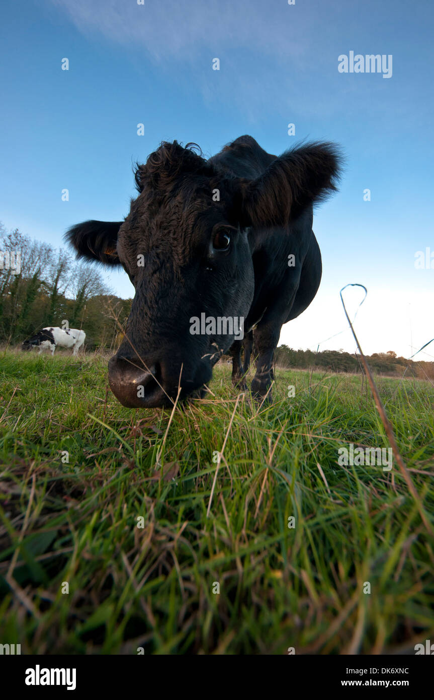 Mucca nera close up Foto Stock