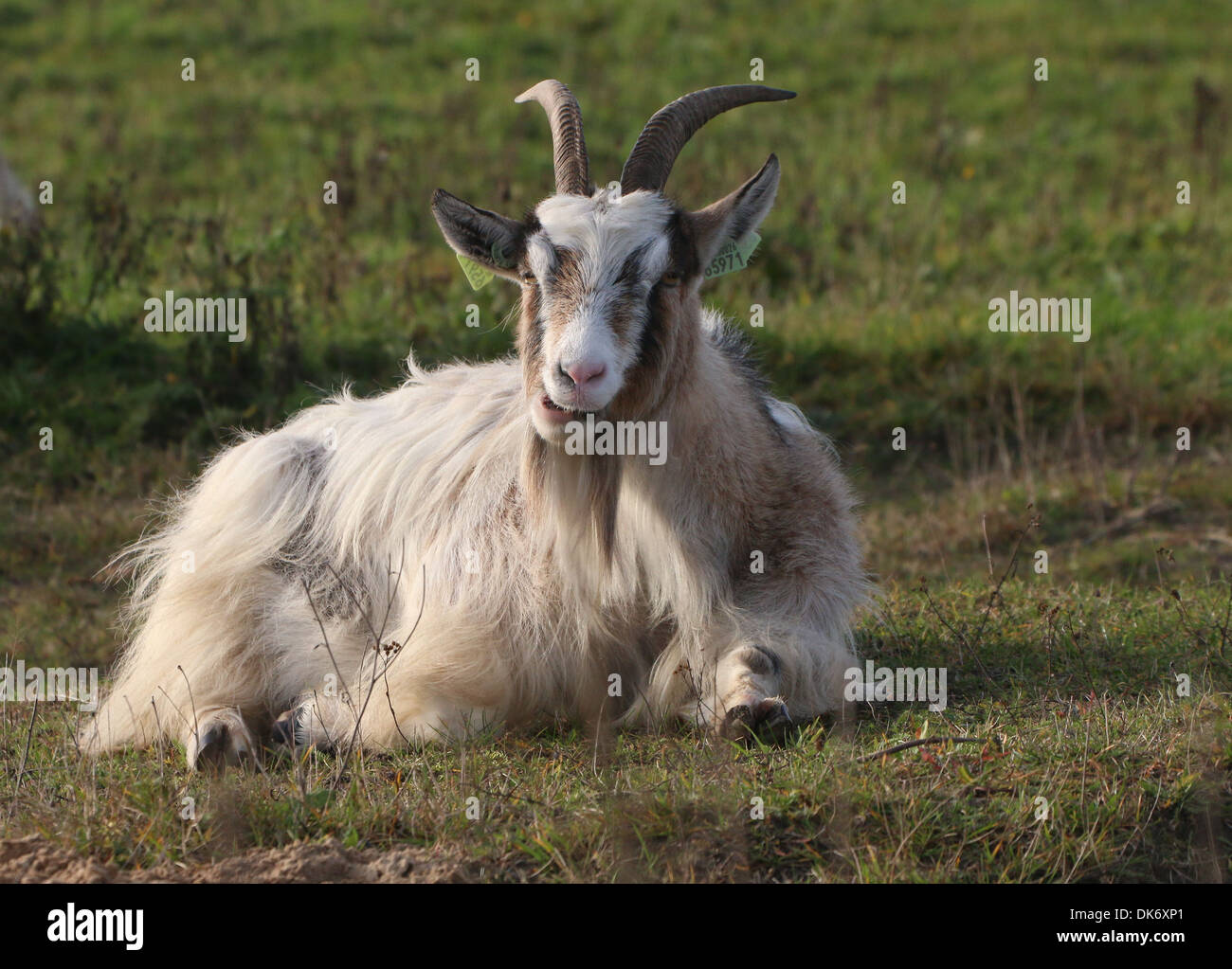 Dutch specie Capra in una riserva naturale Foto Stock