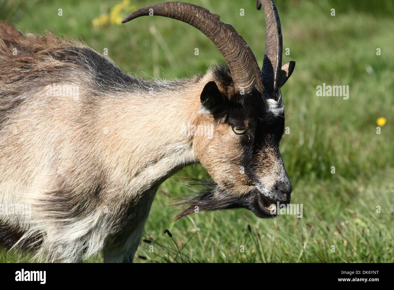 Dutch specie Capra in una riserva naturale Foto Stock