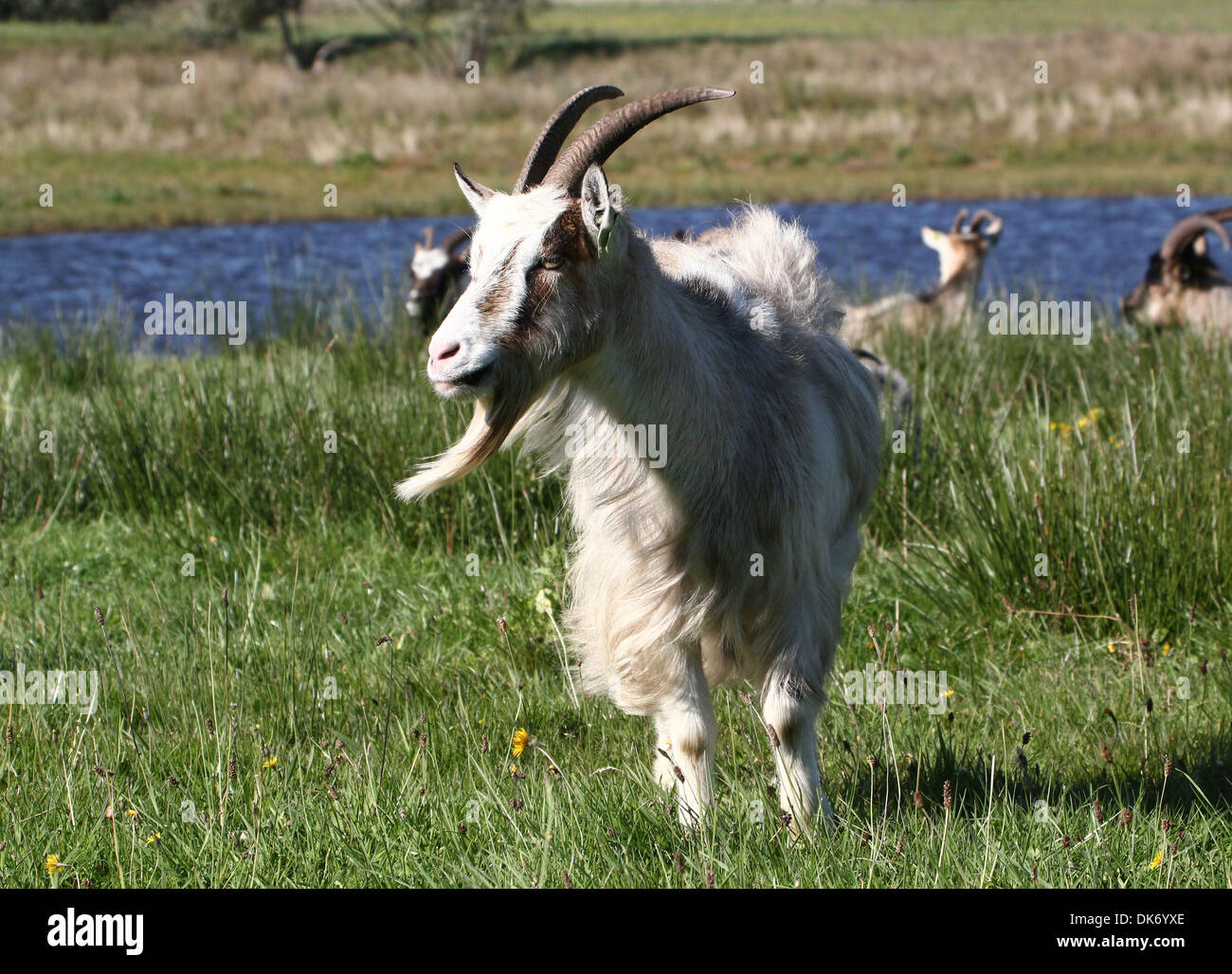 Femmina specie olandese capra in una riserva naturale Foto Stock